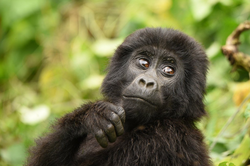 Gorilla Trekking Family Allocation 15 gorilla family allocation and baby mountain gorilla in Uganda