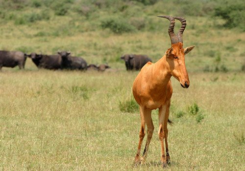 Safari game drives in Uganda with African buffalo