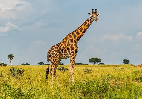 Planning a Luxury Safari in Uganda 13 Giraffe viewed on a relaxed luxury safari in Uganda