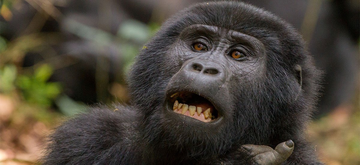 Gorilla Trekking in Rainy Season: 9 Essential Tips 3 gorilla trekking in rainy season with a mountain gorilla in lush forest