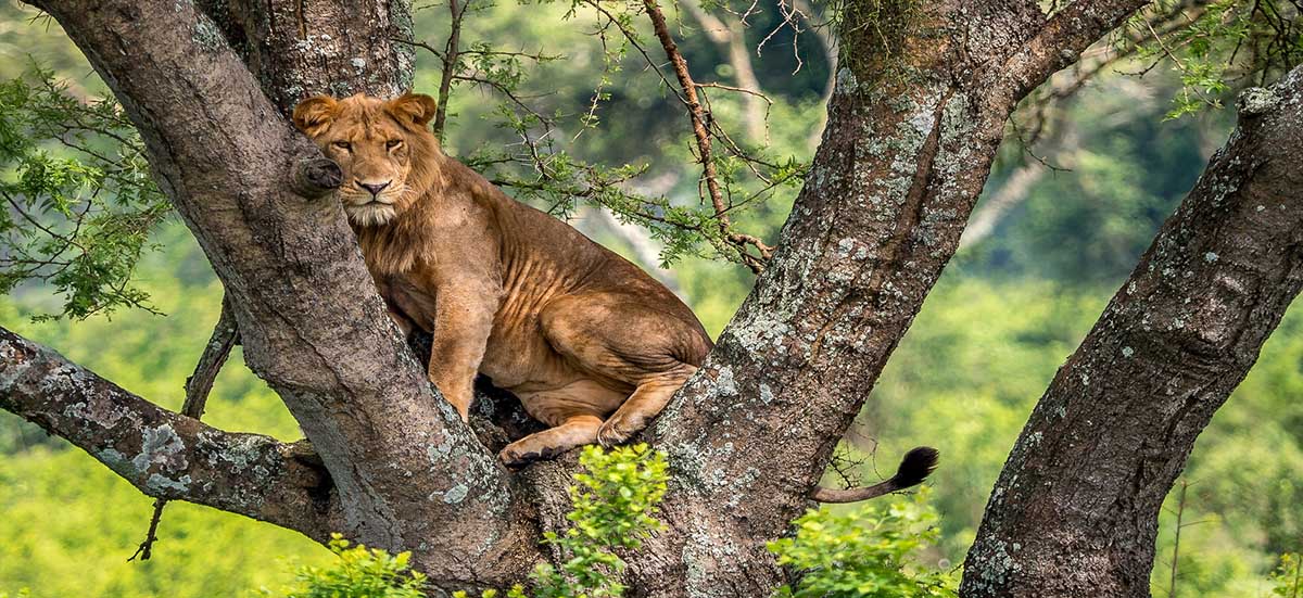 10-Day Uganda and Rwanda Christmas Safari: Festive Gorilla & Wildlife Tour 5 Tree-climbing lion safari in Queen Elizabeth National Park