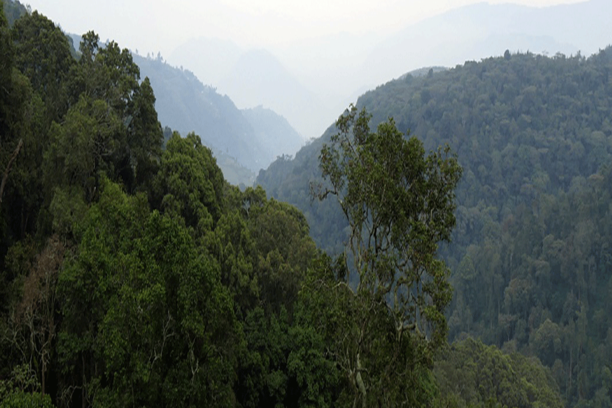 weather conditions in Bwindi forest national park 3 Weather conditions in Bwindi Forest National Park during a misty rainforest day