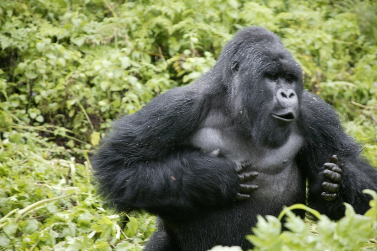 Gorilla Trekking in December 2 gorilla trekking in december