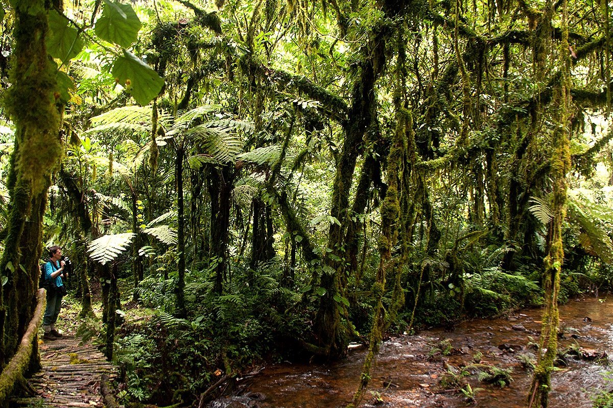 Is gorilla trekking in Uganda safe? 7 Uganda gorilla trekking safety in dense Bwindi Impenetrable Forest