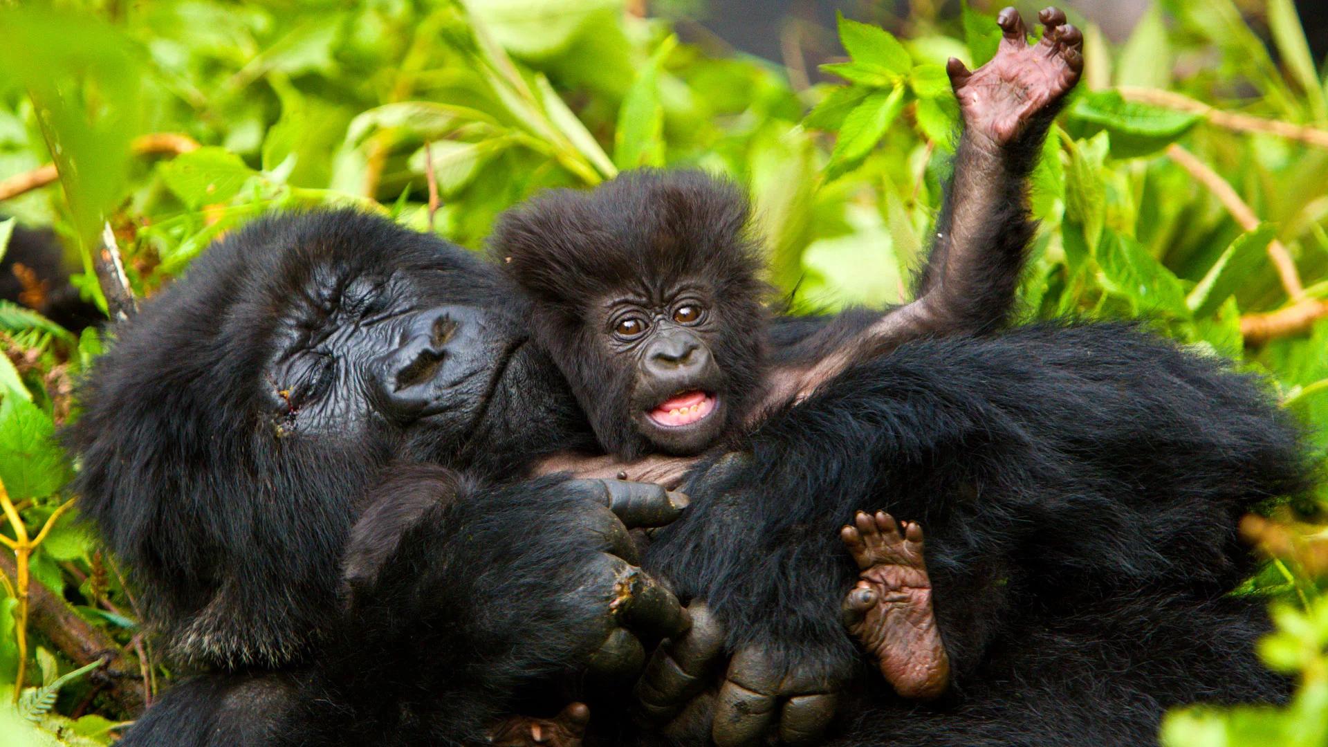 Gorilla Trekking Family Allocation 5 gorilla family allocation for a mountain gorilla group
