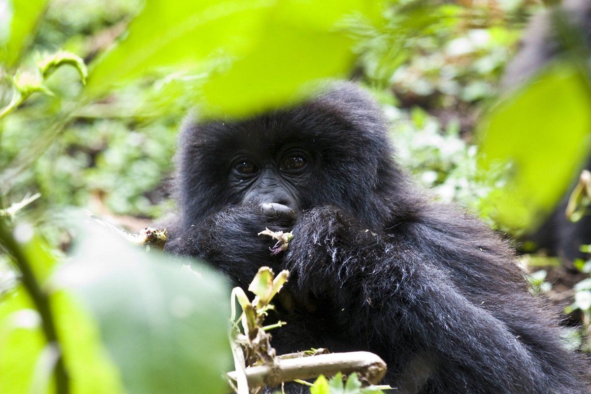 weather conditions in Bwindi forest national park 9 Gorilla trekking weather and trail difficulty in Bwindi Forest National Park
