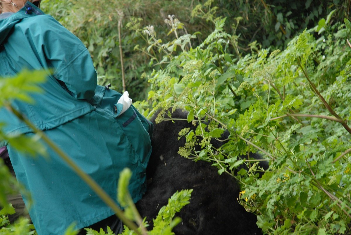 Is gorilla trekking in Uganda safe? 5 Bwindi gorilla trekking safety with mountain gorilla in Uganda forest
