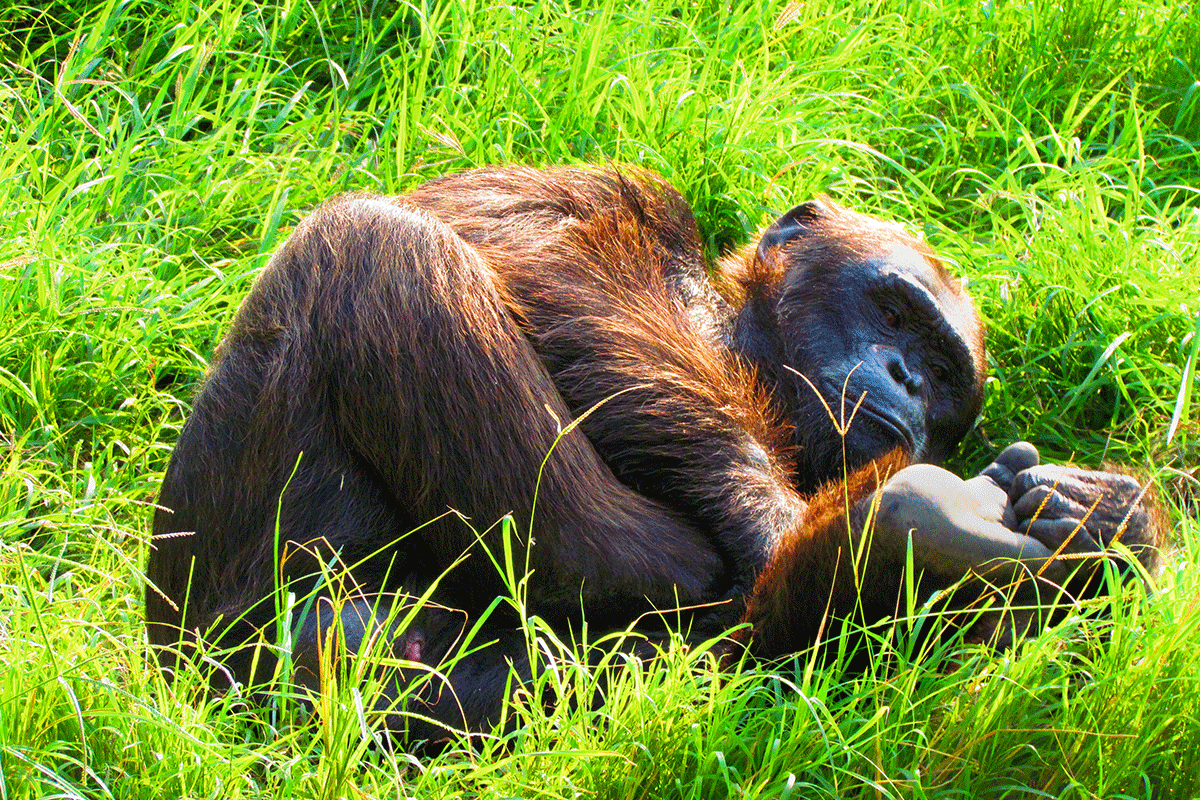 Chimpanzee tracking experience 13 Chimpanzee trekking experience in Kibale Uganda