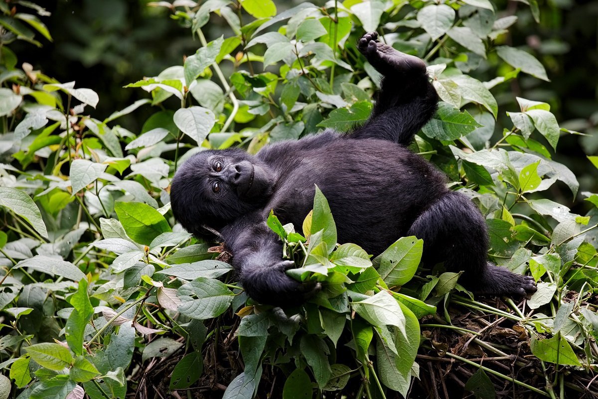 Is gorilla trekking in Uganda safe? 11 Uganda gorilla trekking in Bwindi with safe guided forest tracking