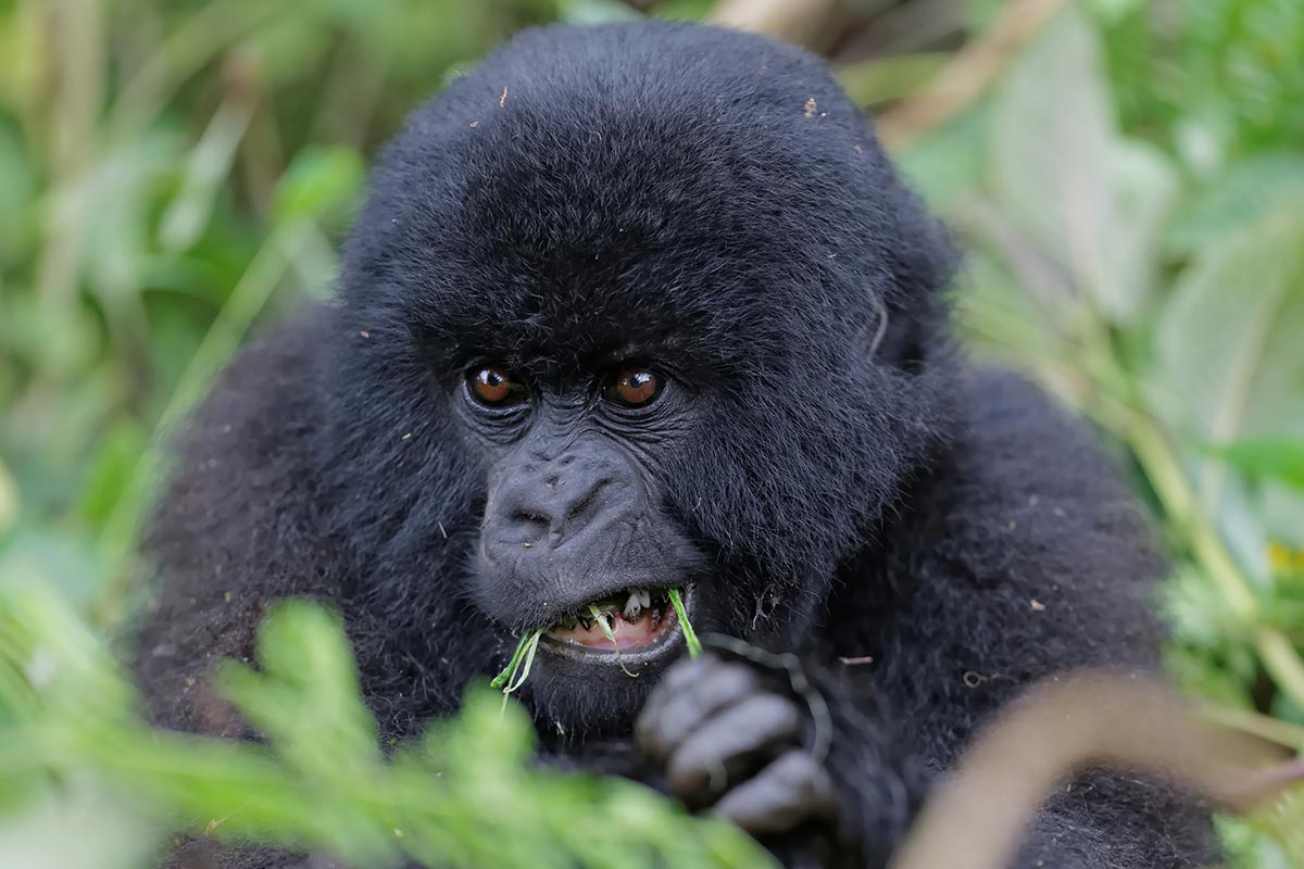 Mountain Gorilla Population in Uganda 13 Baby gorilla and mountain gorilla conservation in Uganda