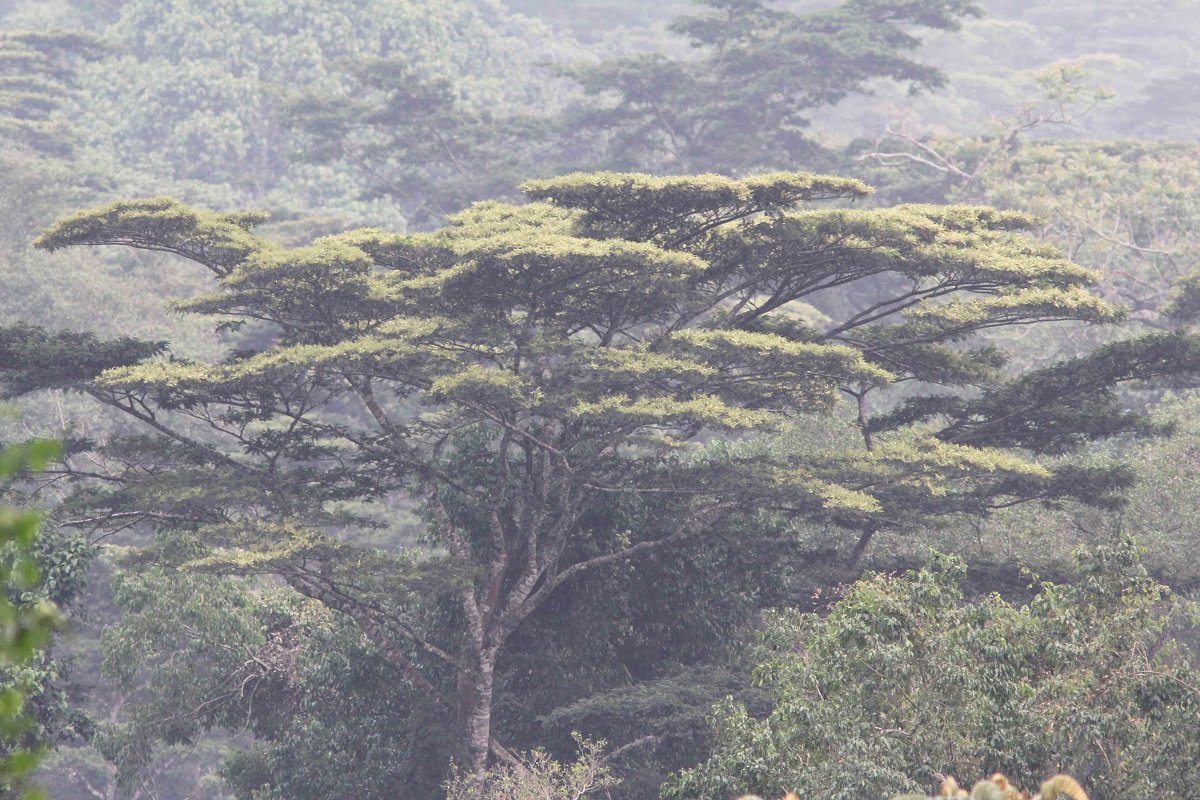 Gorilla Trekking in Rainy Season: 9 Essential Tips 15 wet season gorilla trekking forest landscape in Bwindi Uganda