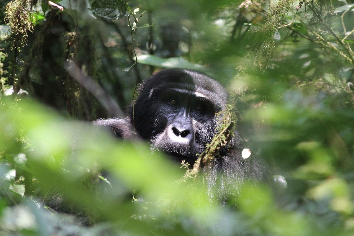 Gorilla Trekking Family Allocation 9 Bwindi gorilla trekking in Buhoma sector