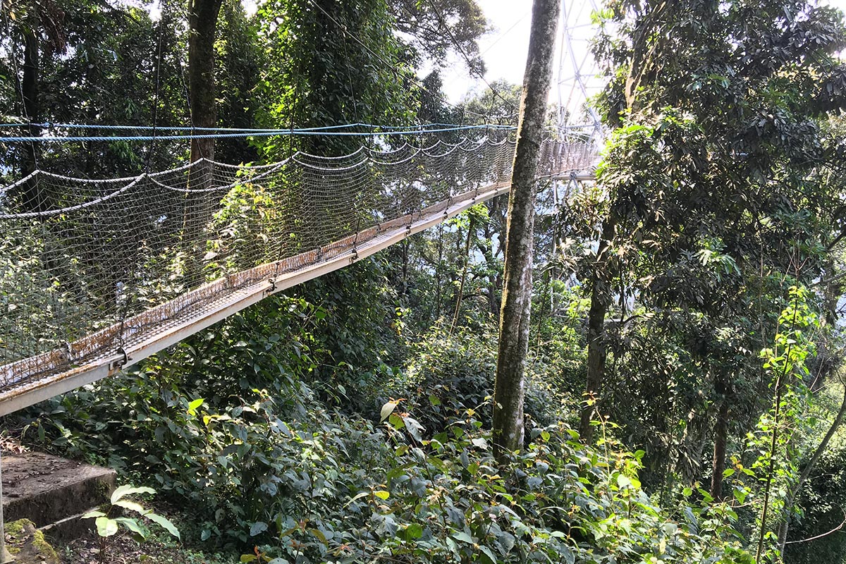 6 Days Congo and Rwanda safari 7 canopy walk