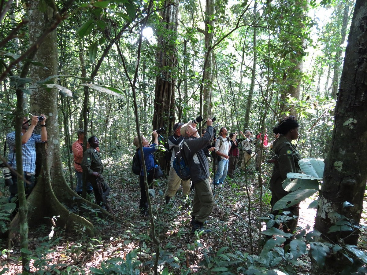 Chimpanzee tracking experience 5 Chimpanzee trekking safari observation in Kibale