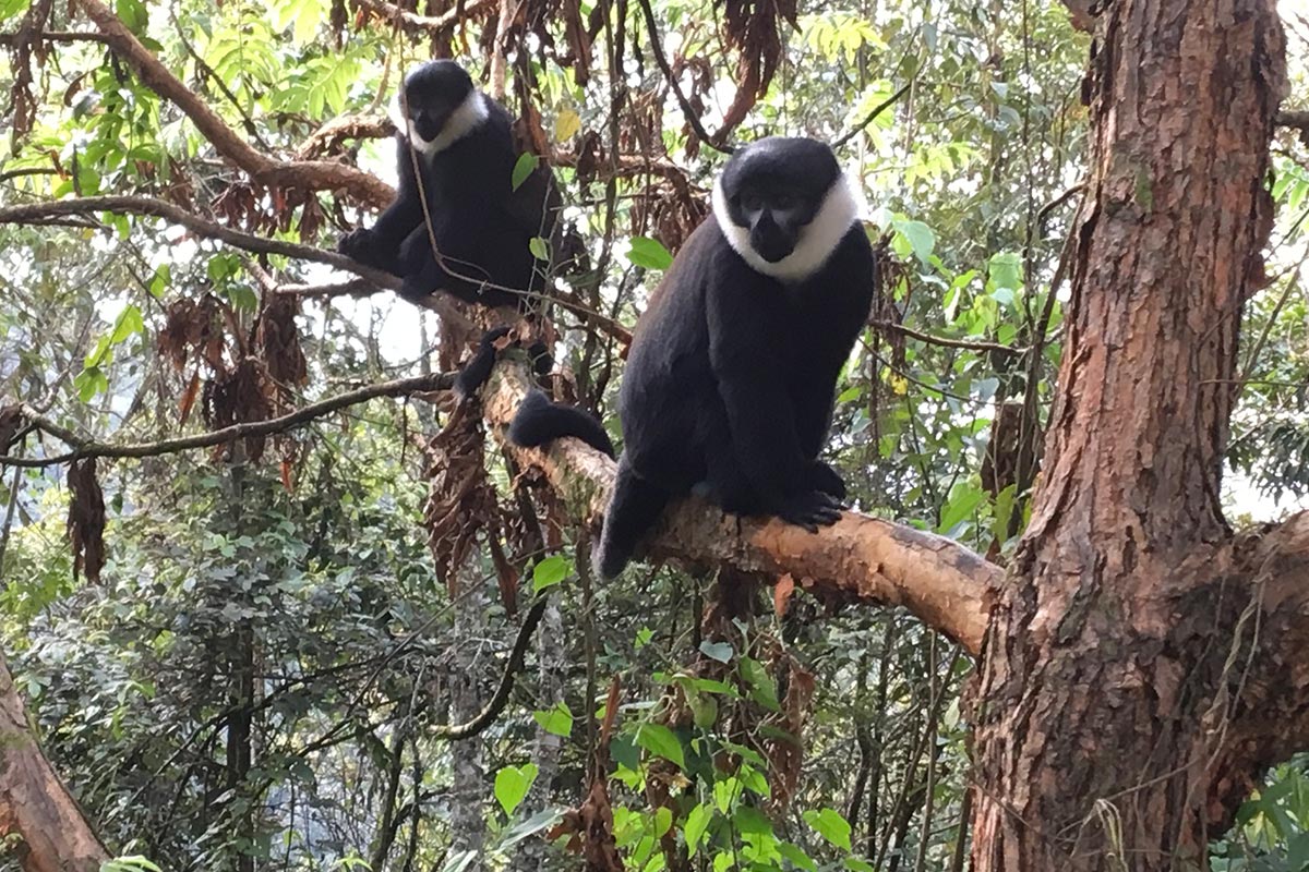 colobus monkey