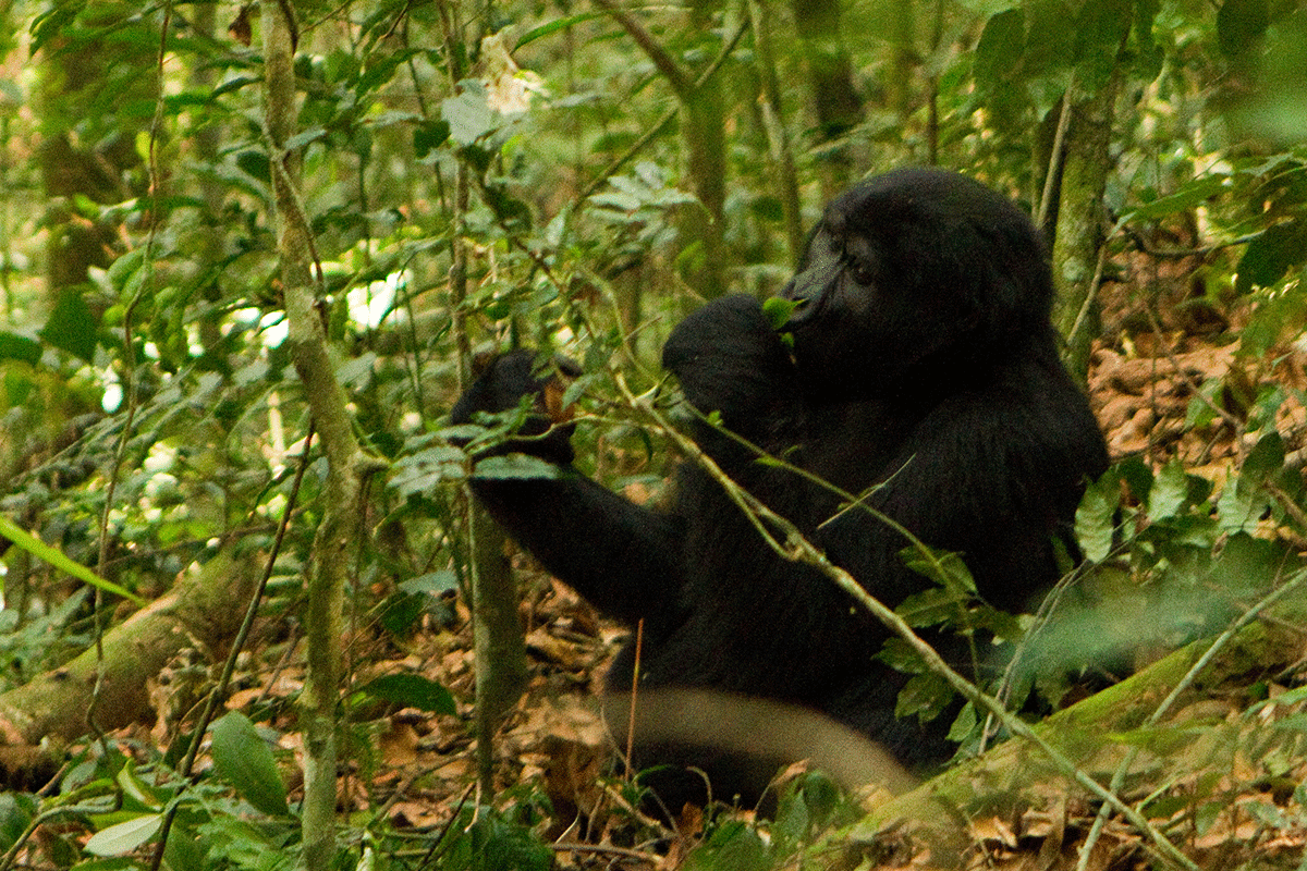 Nkuringo accommodation for gorilla trekking from Kigali