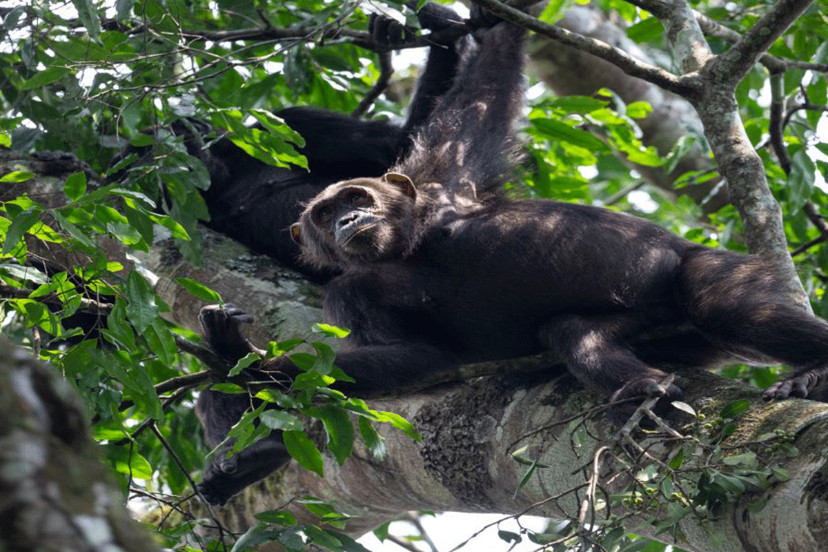 Chimpanzee tracking experience 11 Chimpanzee permit planning for Uganda trekking