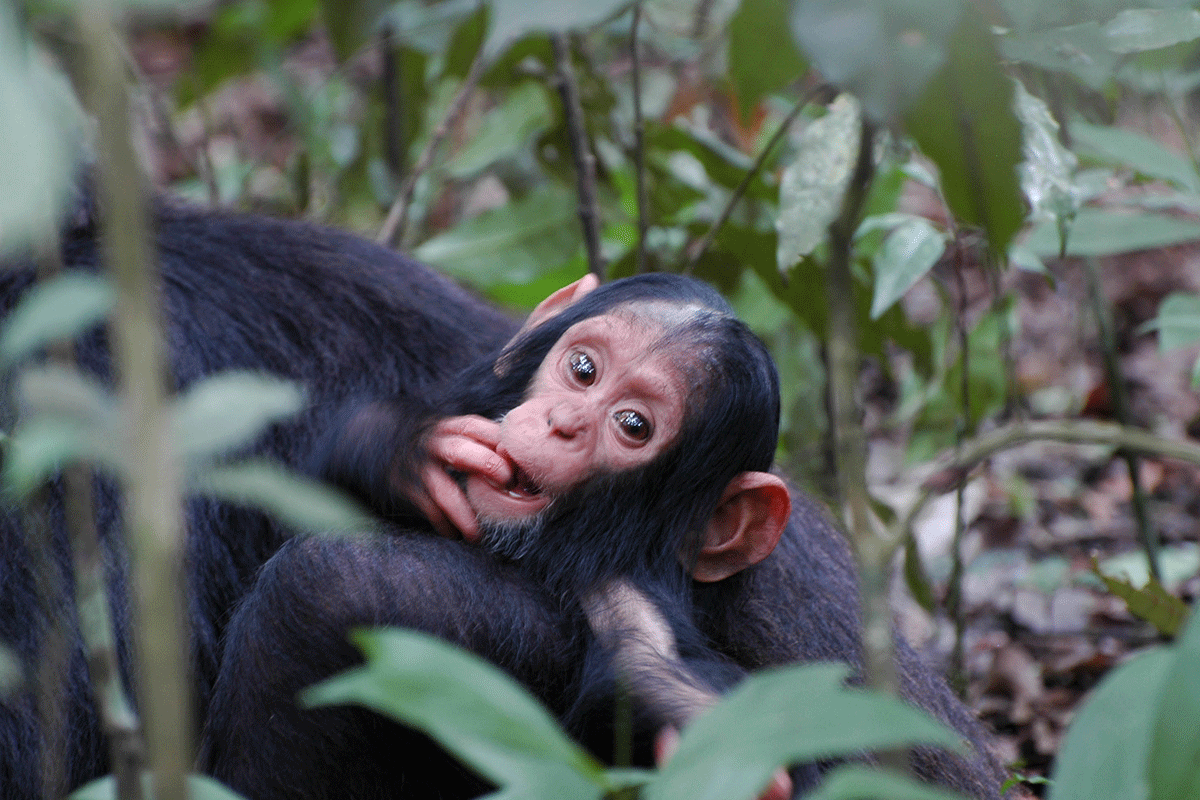 Chimpanzee tracking experience 7 Young chimpanzee during a Uganda chimpanzee tracking experience