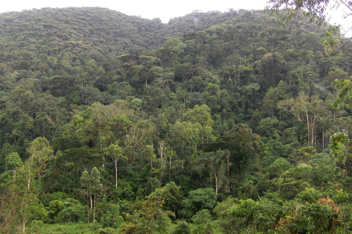 Bwindi Impenetrable Forest landscape in Uganda