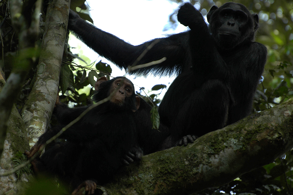 Chimpanzee tracking experience 9 Chimpanzee tracking in Kibale Forest National Park