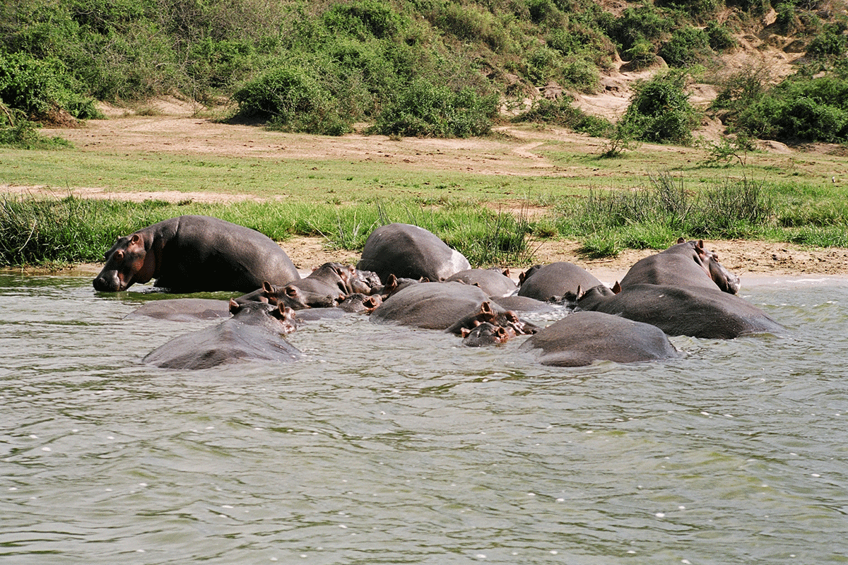Queen Elizabeth National Park landscape in Uganda