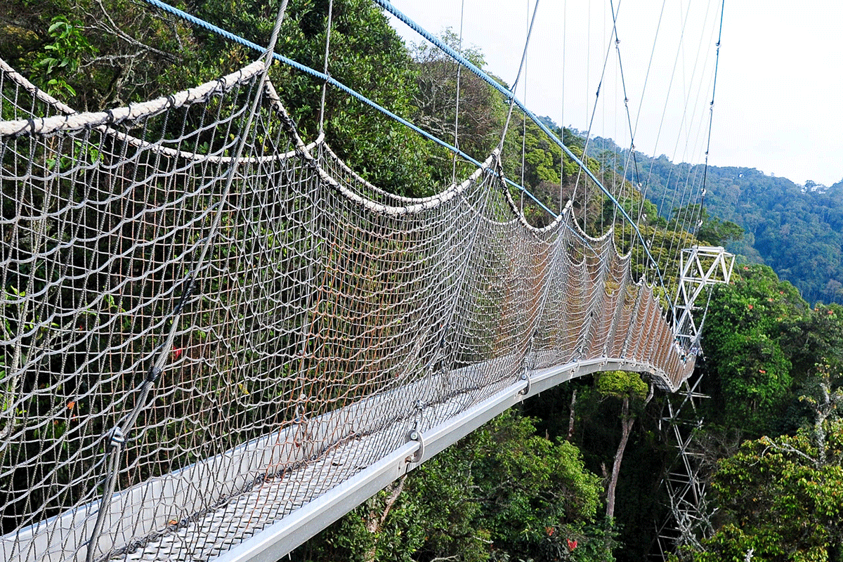 Nyungwe forest national park