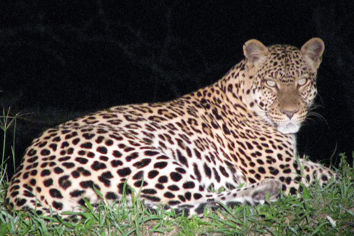 Uganda Wildlife Safari from Spain | Lions, Rhinos, Elephants & Parks 13 Lake Mburo walking safari and night game option on Uganda Wildlife Safari from Spain