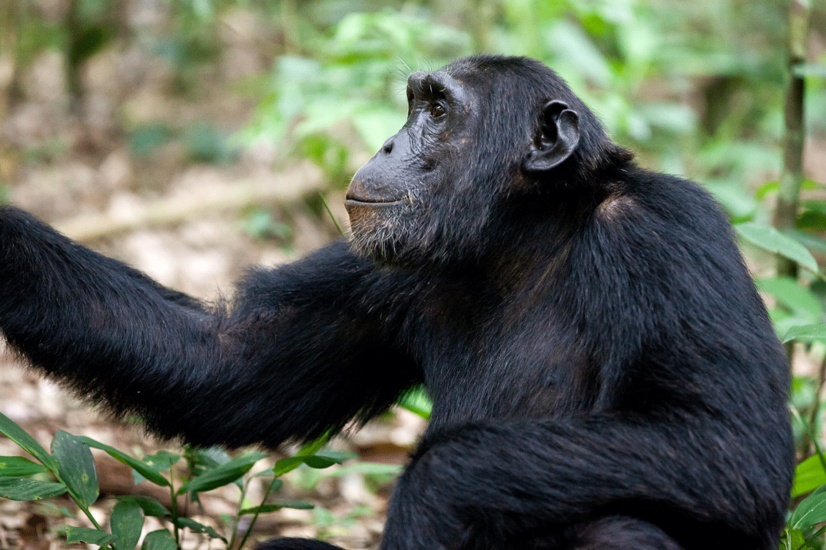 Solo vs Group Chimpanzee Trekking 3 Solo chimpanzee trekking in Kibale National Park Uganda