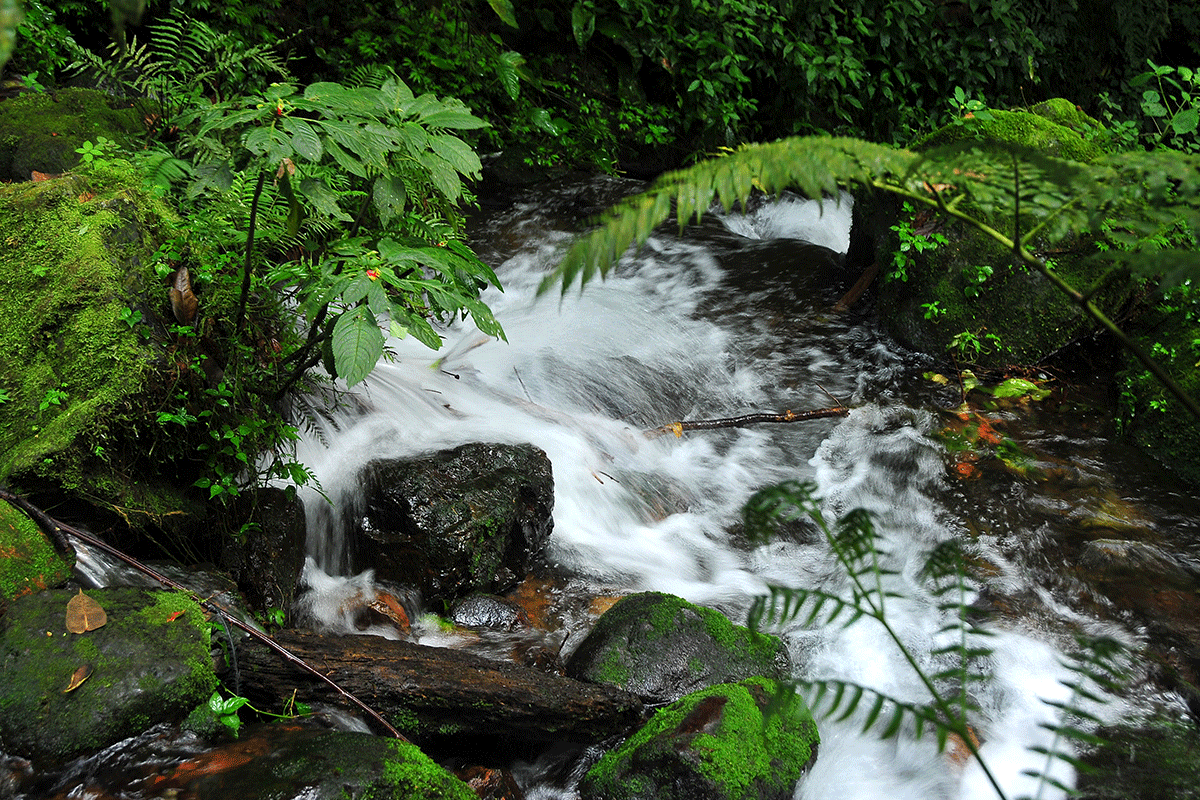 River Munyaga Falls Walk Buhoma on the Munyaga Waterfall Trail in Bwindi