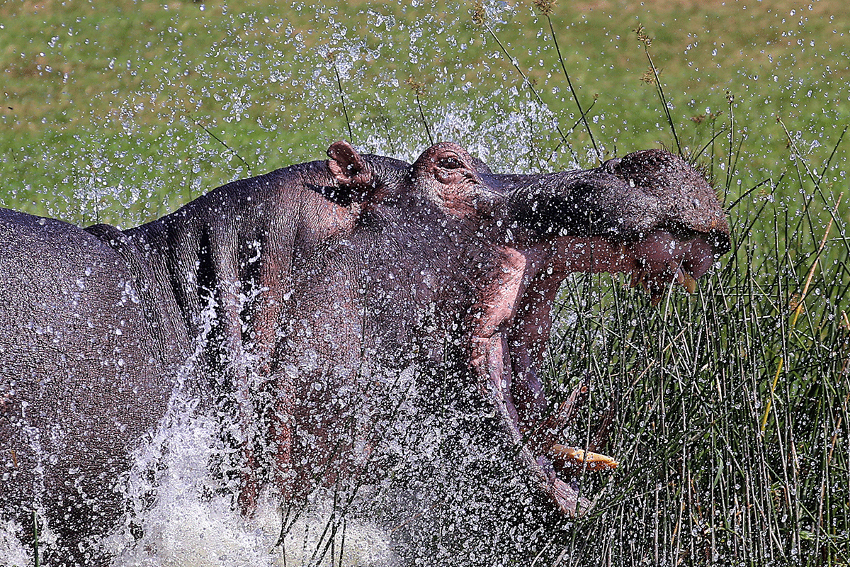 Uganda Wildlife Safari from Spain | Lions, Rhinos, Elephants & Parks 10 Queen Elizabeth game drive and Kazinga Channel on Uganda Wildlife Safari from Spain