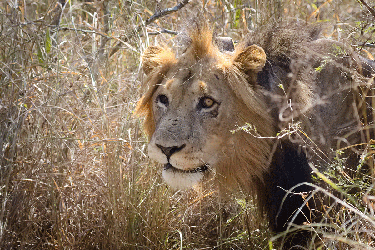Akagera National Park landscape in Rwanda