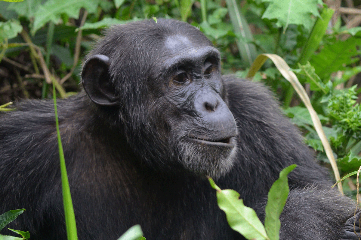 6 Days Congo and Rwanda safari 9 5 Activities you can add On Your Chimpanzee Trek in Kibale National park