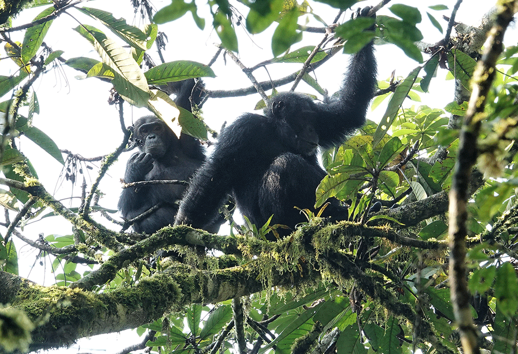 Double Chimpanzee Trekking experience 13 Standard chimpanzee trekking experience in Uganda