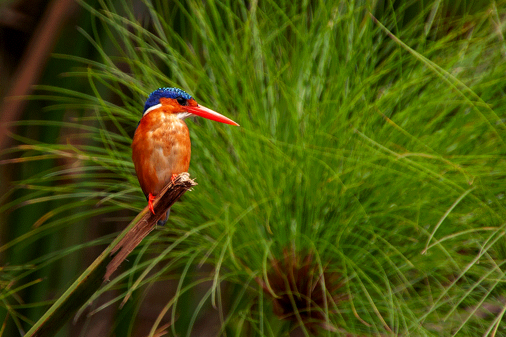 Mabamba Bay Swamp and Wetland 2 Mabamba Bay Swamp