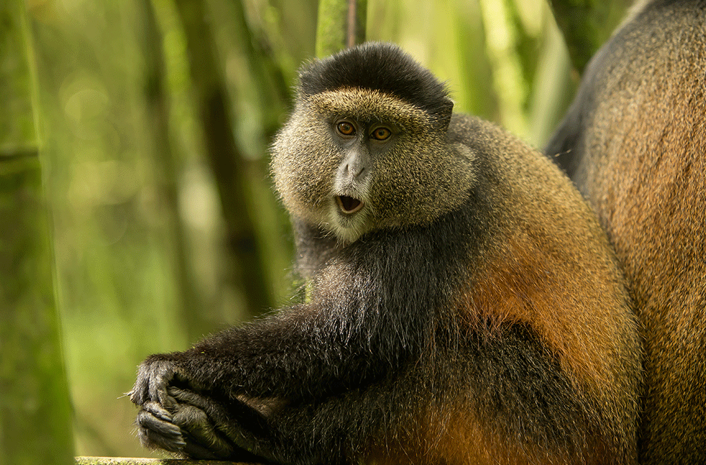 2 Days Golden Monkey Trekking In Rwanda