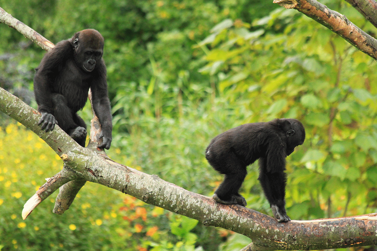 6 Days Congo and Rwanda safari 5 Eastern Lowland Gorilla Trekking In Congo – Kahuzi Biega National Park