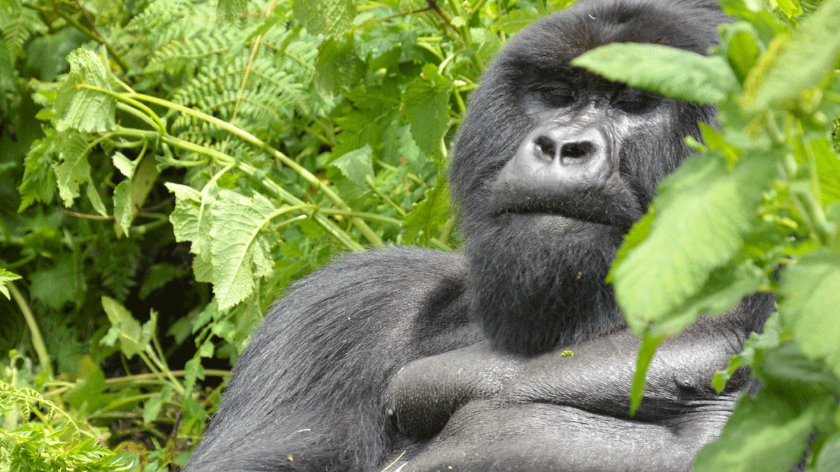 Gorilla Tracking in Rwanda 2 Best Time of the Year To Trek Gorillas
