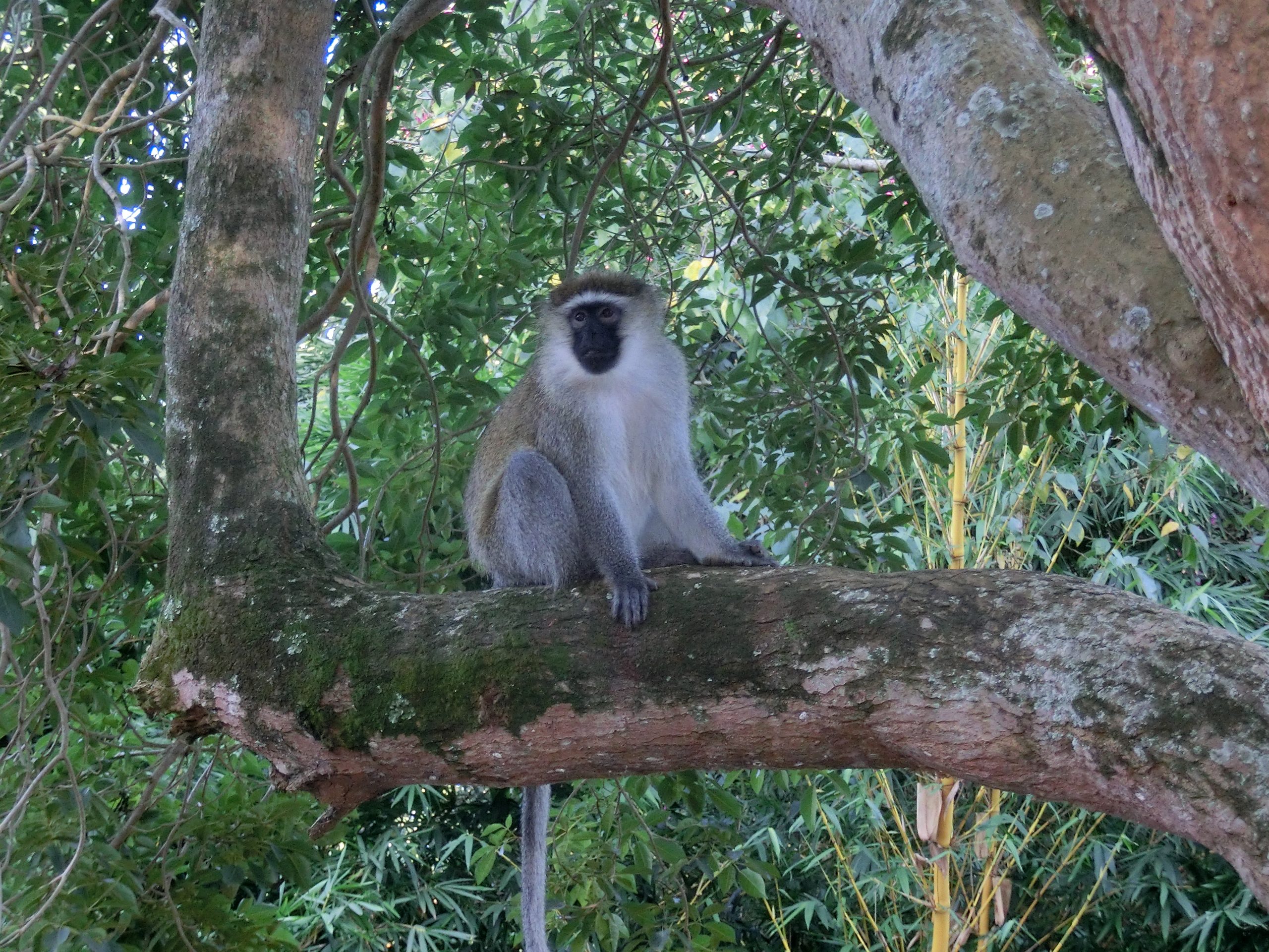 Entebbe airport stopover and day tour near Lake Victoria