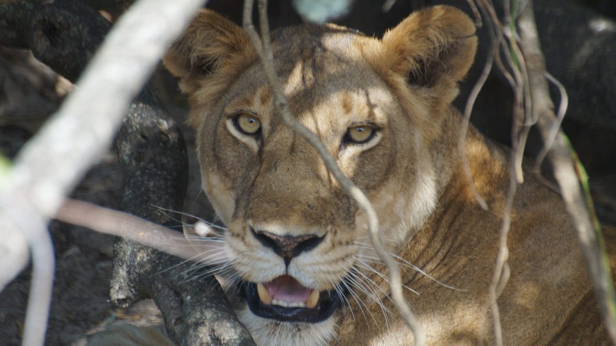 4 Day Murchison Big Five Safari 2 4 Day Murchison Big Five Safari