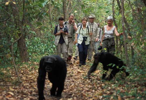 Chimpanzee trekking regions in uganda 5 chimpanzee habituation