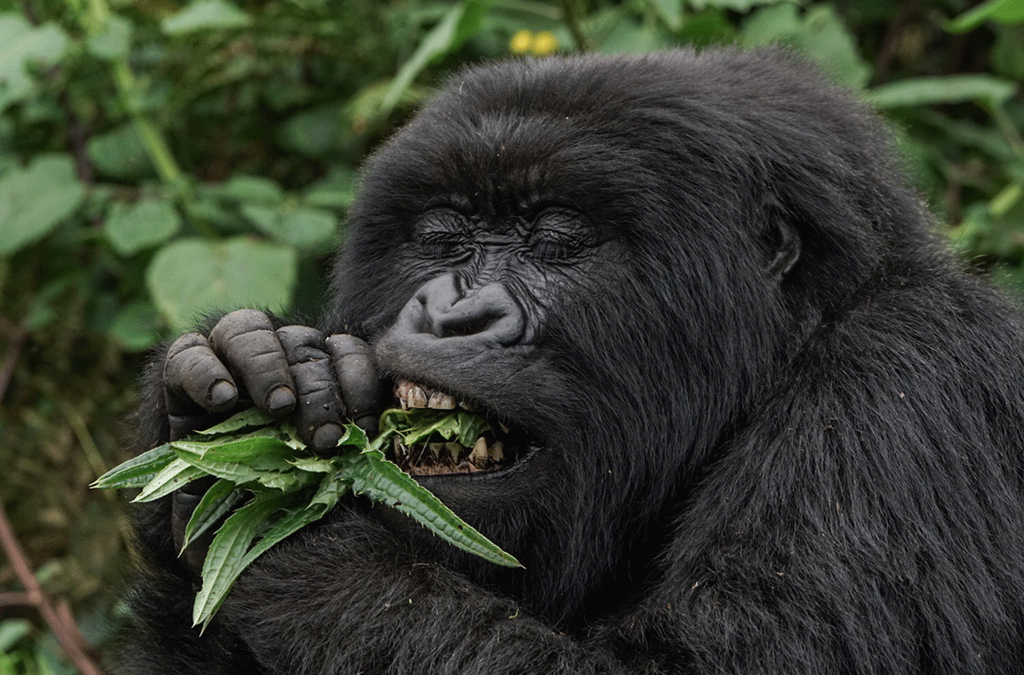 Gorilla Tracking
