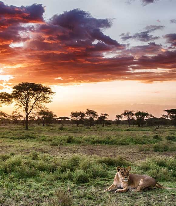 Central Serengeti Seronera wildlife safari Tanzania