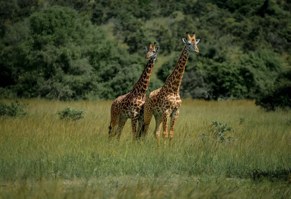 Game drive in Akagera National Park