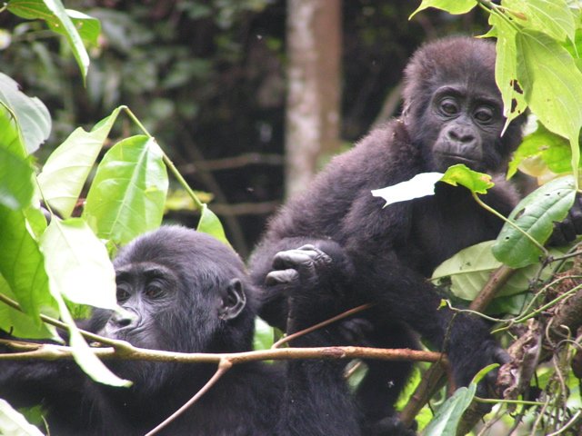 3 Day Uganda Gorilla Safari from Kigali 2 Gorilla Safari from Kigali