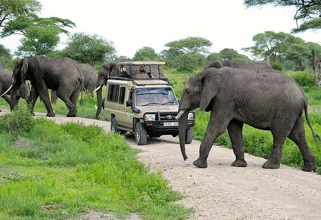 Tarangire National Park Tanzania safari