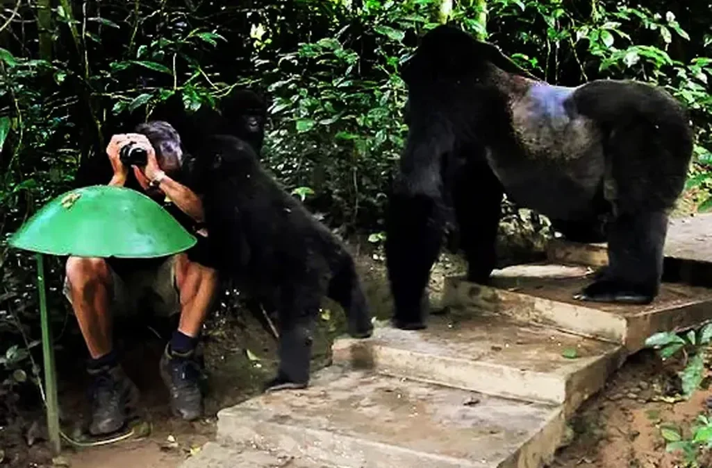 Best time of the year for Gorilla Trekking 2 Best time of the year for gorilla trekking