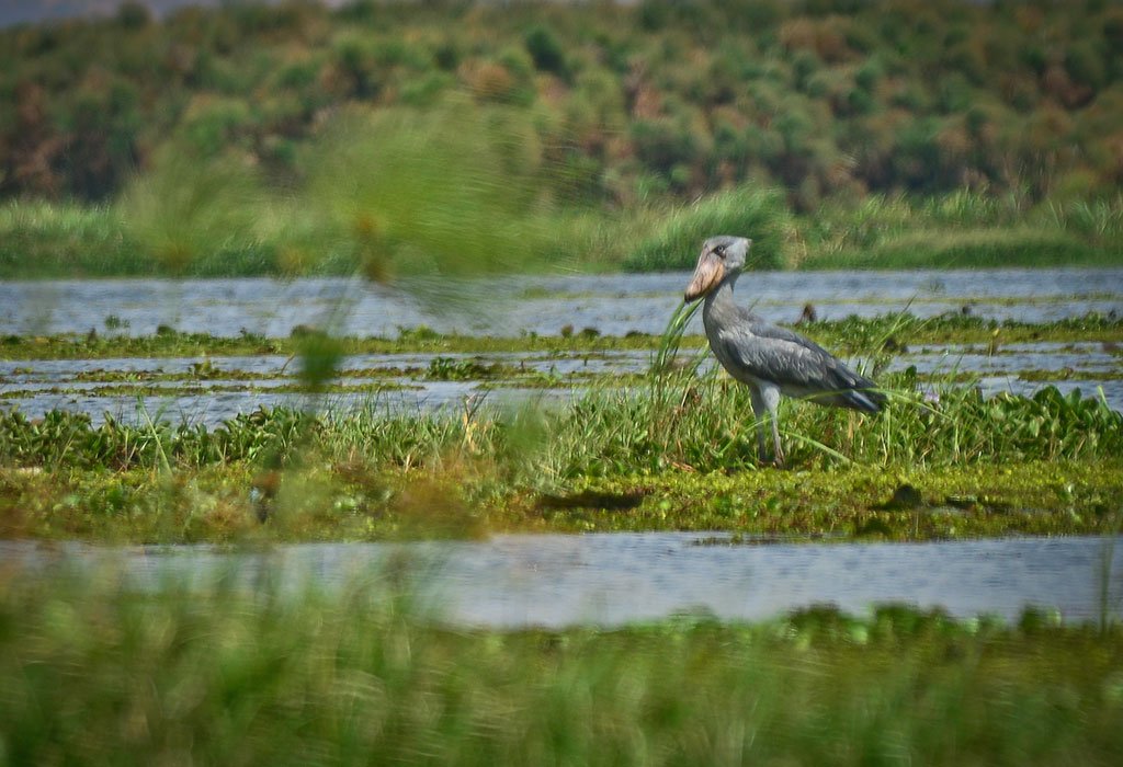 Shoebill and birdwatching in Rwanda