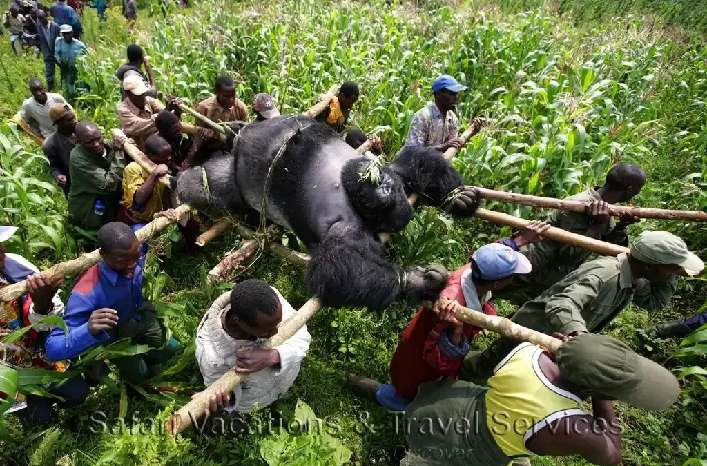3 Days Rwanda Gorilla Tracking Safari 2 3 Days Rwanda Gorilla Tracking Safari