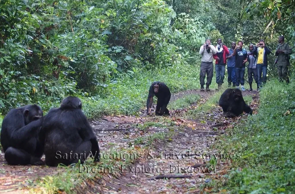 8-Day Masai Mara Gorillas and Chimpanzee Safari