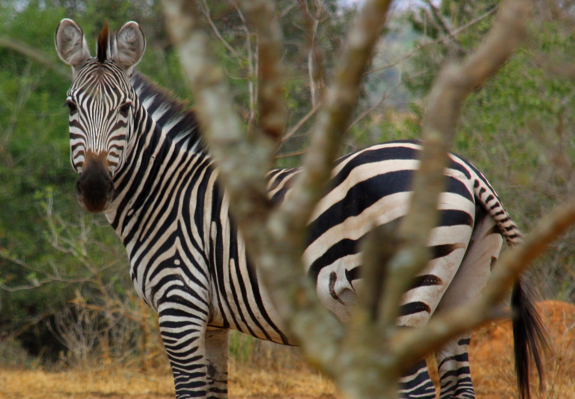 Uganda Wildlife Safari from Spain | Lions, Rhinos, Elephants & Parks 12 Queen Elizabeth to Lake Mburo on Uganda Wildlife Safari from Spain